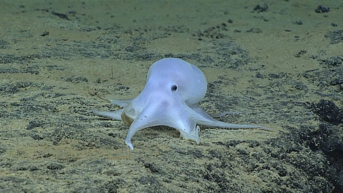 Casper octopod.NOAA Casper octopod