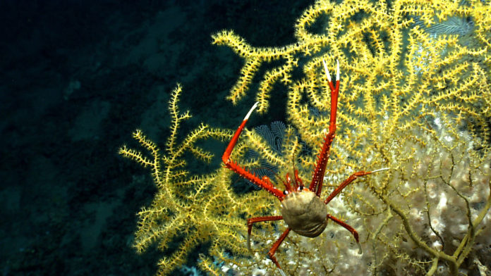 NOAA Ocean Explorer: NOAA Ship Okeanos Explorer: Gulf of Mexico Open Ocean Treaty