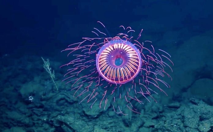ocean-medicine21 How Scientists Use Bioluminescent Deep-Sea Creatures to Fight Cancer