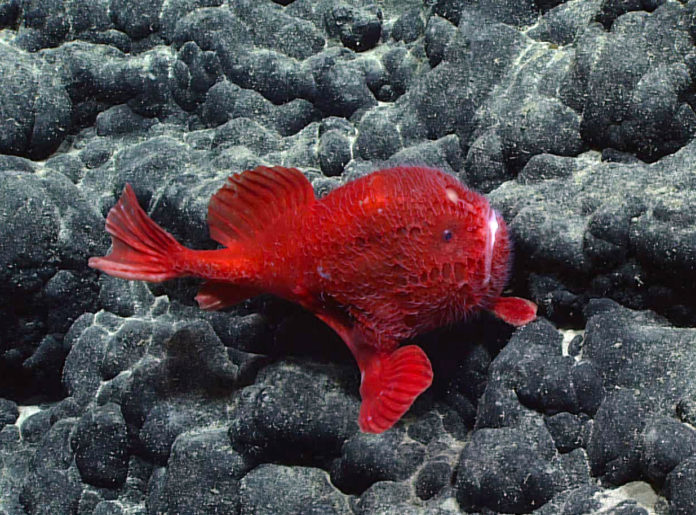 Deep-Sea Symphony: Exploring the Musicians Seamounts New Papers Explore Environmental Impacts of Deep Sea Mining