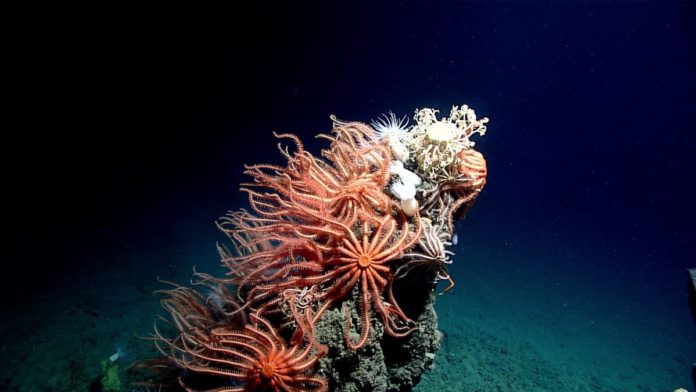5a57bfdaa75e20fc388b4bf4 Scientists spent a month exploring the Gulf of Mexico’s deep sea habitats — and the images they brought back are astonishing