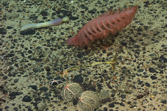 5014816577_cf6da53a8f_o A strange spoon worm, an elegant sea pen, a stalked crinoid, and two xenophyophores with brittle stars. Credit: Mountains in the Sea 2004. NOAA Office of Ocean