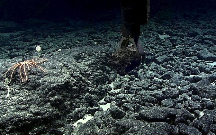eight_col_a A manganese-crusted rock sample being grabbed from the Te Tukunga o Fakahotu dive site, just north of the Manihiki Plateau, near the Cook Islands. Photo: NOAA Office of Ocean Exploration and Research, Mountains in the Deep: Exploring the Central Pacific Basin.