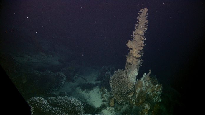 Barnacles-attached-to-hydrothermal-vent-spires-feeding-at-Kawio-Barat-NOAA-Okeanos-Explorer-Program-INDEX-SATAL-2010- Barnacles attached to hydrothermal vent spires feeding at Kawio Barat. Critics of the Solwara 1 project raised concerns about its potential impact on the ecosystems that center on hydrothermal vents. Image courtesy of NOAA Okeanos Explorer Program, INDEX-SATAL 2010