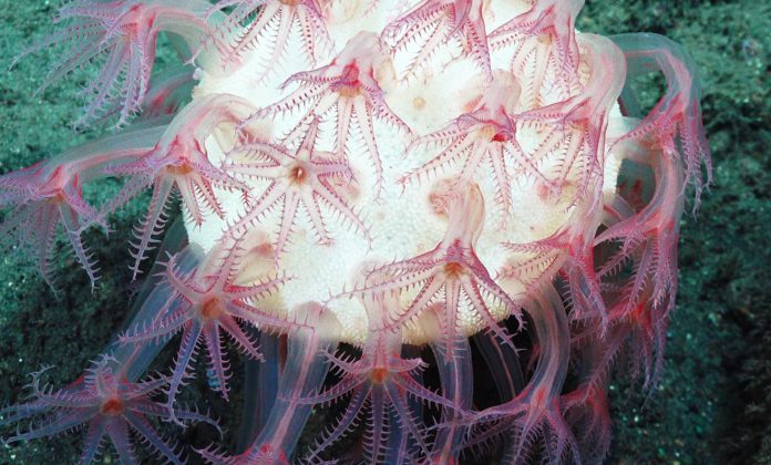 mushroom-soft-coral2 Mushroom soft coral with feeding polyps extended on the Davidson Seamount, at 1,470m below. Some deep sea corals can live for several thousand years, making them the oldest organisms on the planet. (NOAA)