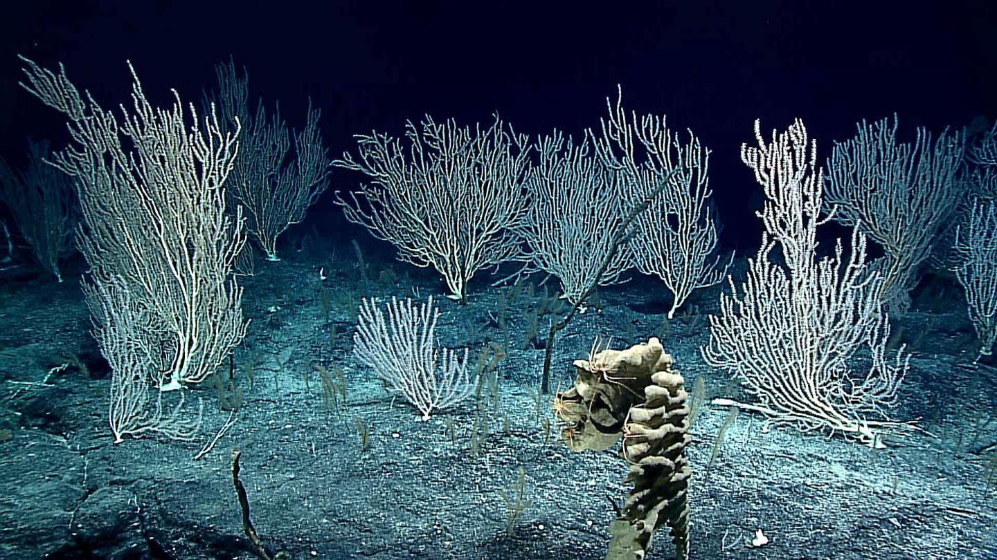 Seabed Mining could destroy Ecosystems