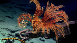 Impacts of deep-sea nodule mining