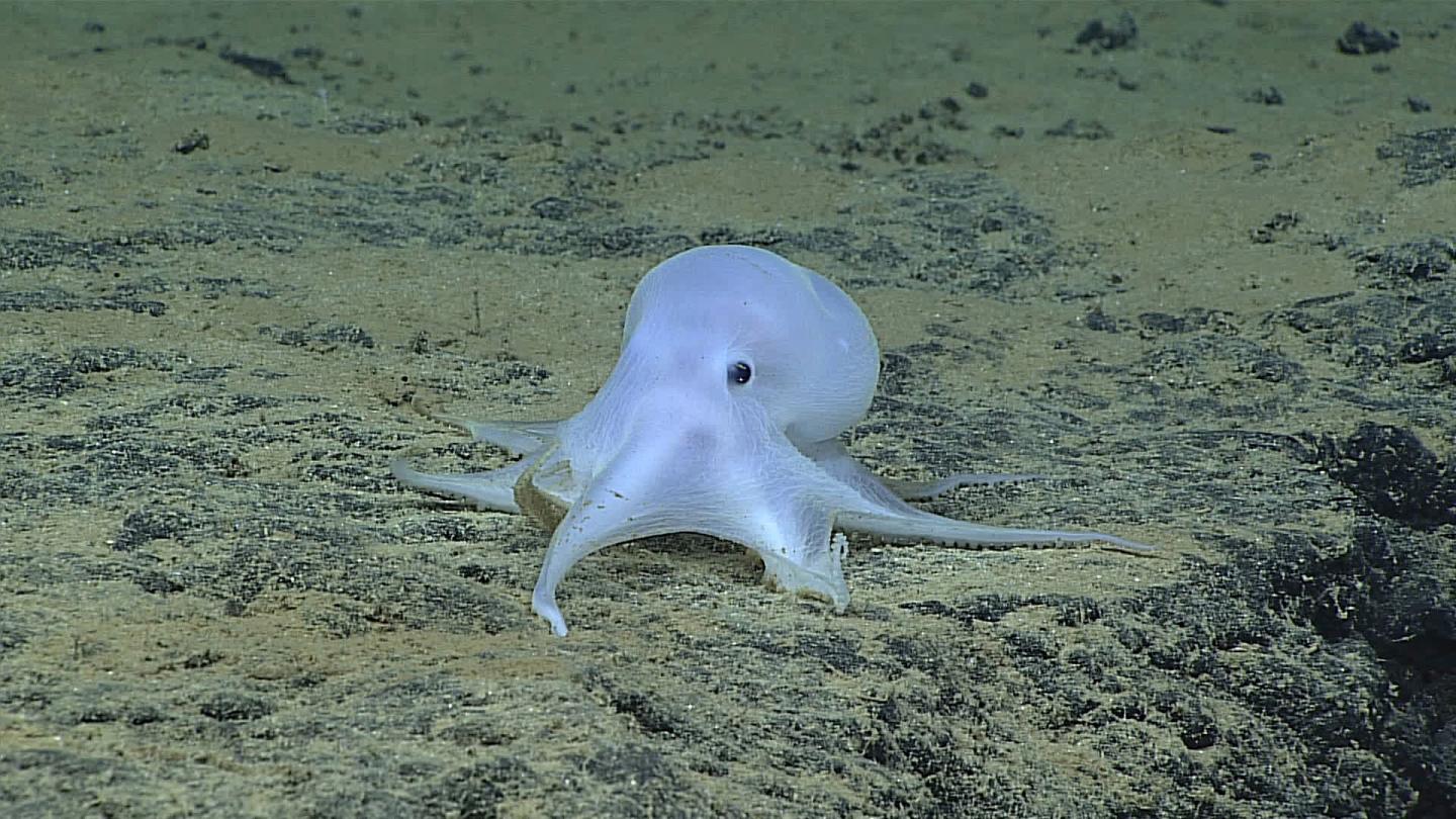 Casper octopod