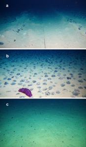 polymetallic nodules