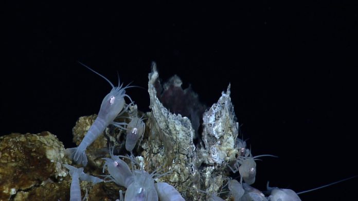 vent shrimp.DSM Observer biodiversity loss transparent environmetal management