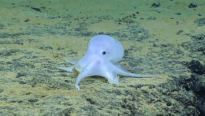 NOAA deep sea Ocean Biodiversity