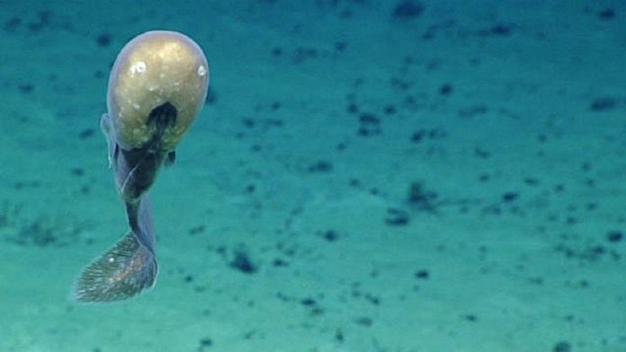 2016-Deepwater-Exploration-of-the-Marianas1 Mining the Ocean