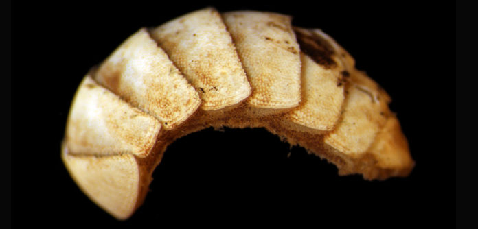 Leptochiton-macleani-news-full-column seafloor expedition
