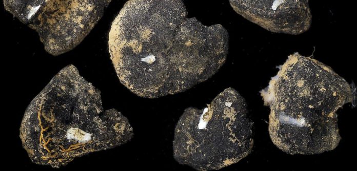 polymetallic-nodules-3-4cm-in-size-news-full-column future deep-sea mining