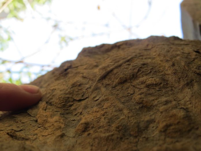 159779_web New depth limit for deep-sea marine burrows