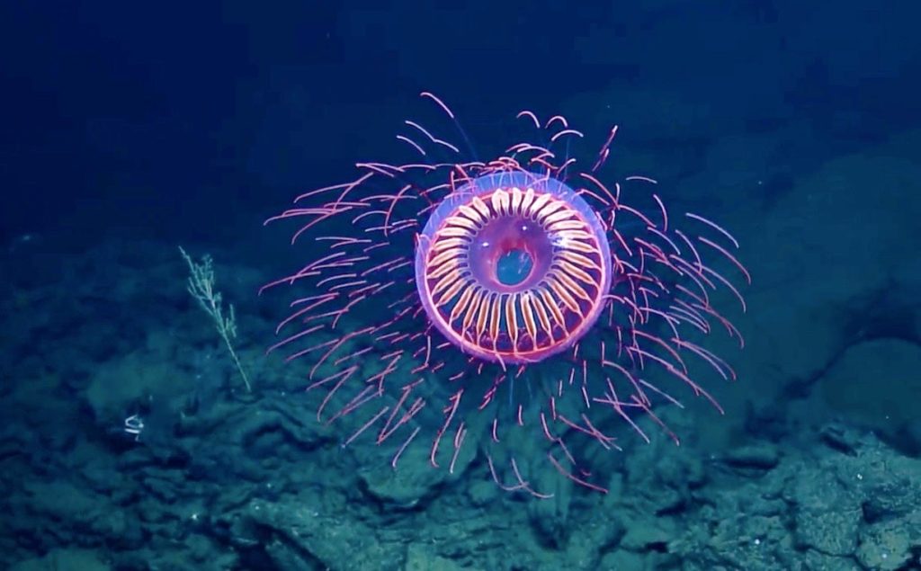 How Scientists Use Bioluminescent Deep-Sea Creatures to Fight Cancer ...