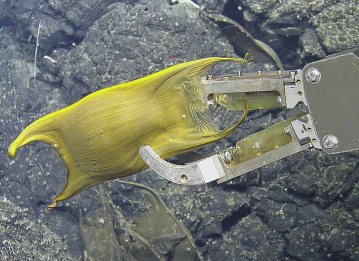 New Depth Limit for Deep Sea Marine Burrows