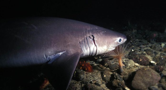 New Species of Shark Discovered in Deep Sea New Species Of Shark Discovered In Deep Sea