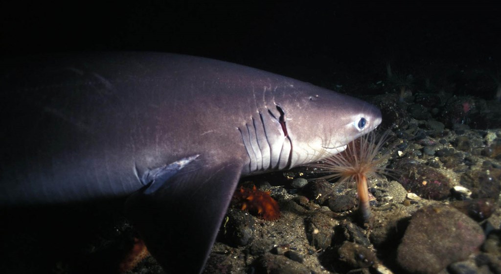 New Species Of Shark Discovered In Deep Sea
