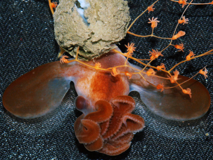 dumbo octopus Rare find from the deep sea New Studies Highlight Complexity of Deep Sea Ecosystems
