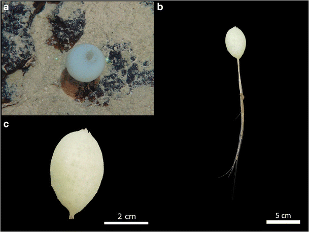 Deep-sea glass sponges from a polymetallic nodule field. Image from Kersken et al. 2018.