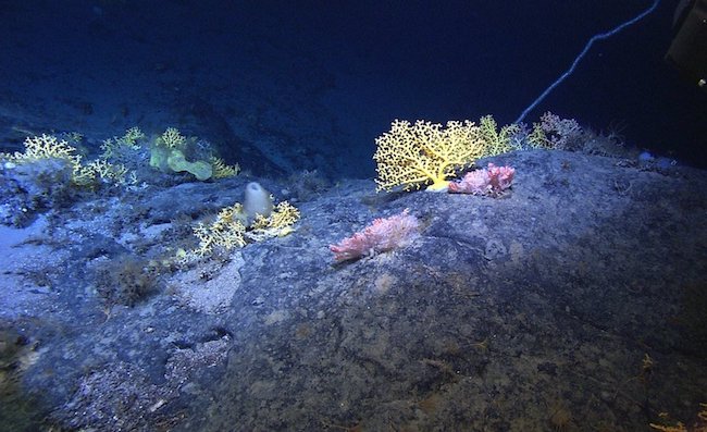 The guidelines, the result of a three-year international effort, should help identify areas of particular environmental importance where no mining should occur. (Image: Mountains in the Sea 2004. Courtesy of NOAA Office of Ocean Exploration.)