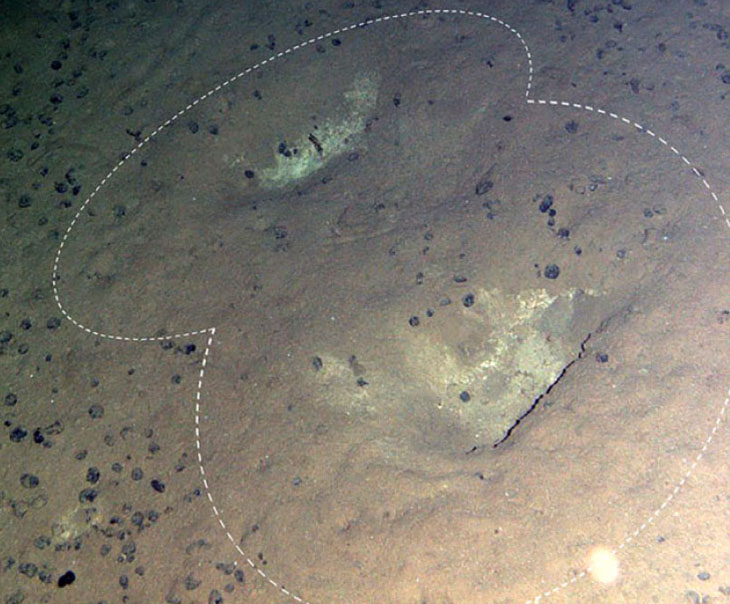 Beaked whale gouges on the deep seafloor. Photo from Marsh et al. 2018.