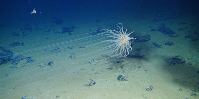d41586-018-06771-w_16139390 A new species of the sea-anemone-like Relicanthus clings to a sponge stalk on the floor of the Pacific Ocean.Credit: D. J. Amon & C. R. Smith