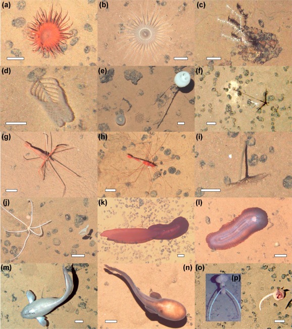 Fig 3. Examples of metazoan megafauna photographed at the APEI6 seafloor during AUV survey. Scale bars representing 50 mm. (a) Actiniaria msp-6. (b) Actiniaria msp-13. (c) Bathygorgia cf. profunda. (d) Abyssopathes cf. lyra. (e) Left: Chonelasma sp.; right: Hyalonema sp. (f) Cladorhiza cf. kensmithi. (g) Bathystylodactylus cf. echinus. (h) Nematocarcinus sp. (i) Sabellida msp-1 (polychaete). (j) Left: Freyastera sp.; right: Caulophacus sp. (k) Psychropotes cf. longicauda. (l) Benthodytes cf. typica. (m) Coryphaenoides sp. (n) Typhlonus nasus. o and p: probable new Mastigoteuthis sp. Same specimen photographed with different cameras: (o) vertical view; (p) oblique view (Image taken ∼1″ prior to the vertical shot).