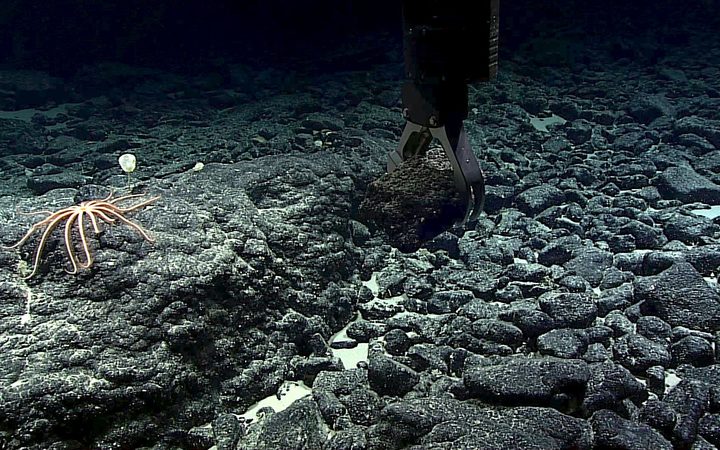 A manganese-crusted rock sample being grabbed from the Te Tukunga o Fakahotu dive site, just north of the Manihiki Plateau, near the Cook Islands. Photo: NOAA Office of Ocean Exploration and Research, Mountains in the Deep: Exploring the Central Pacific Basin.