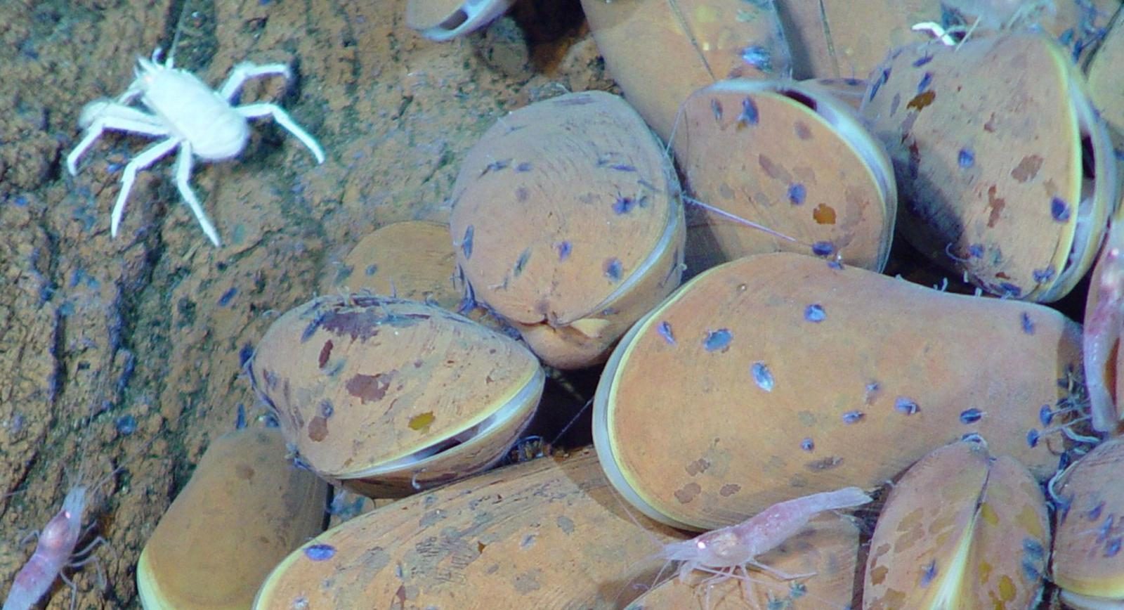Galathied crabs, shrimp, graze bacteria on vent mussels (NOAA)
