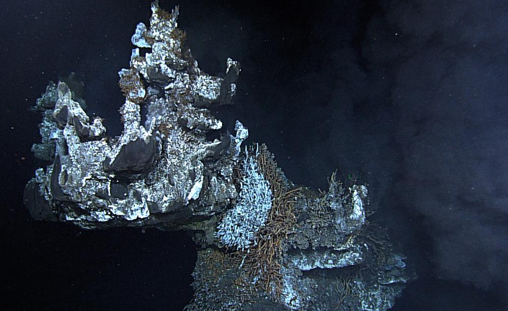 Venting fumeroles just from the crown of Godzilla hydrothermal vent. Ocean Networks Canada.