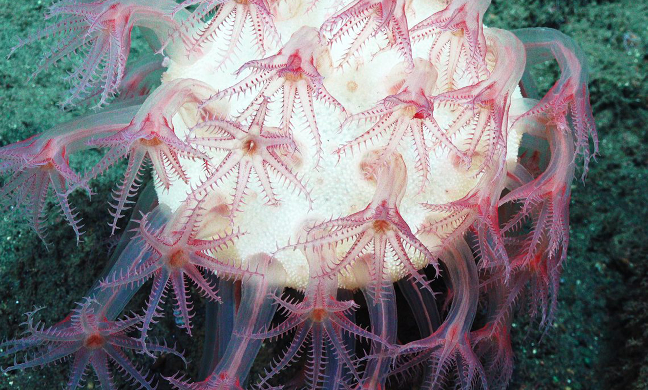 Mushroom soft coral with feeding polyps extended on the Davidson Seamount, at 1,470m below. Some deep sea corals can live for several thousand years, making them the oldest organisms on the planet. (NOAA)