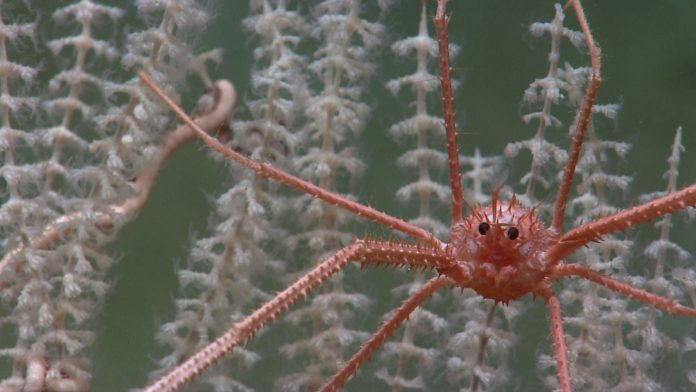 NOAA Ocean Explorer: NOAA Ship Okeanos Explorer: Gulf of Mexico A crustacean looking out from within a deep sea octocoral, 1,150m beneath the Gulf of Mexico. (Image: NOAA)
