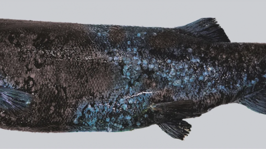 The most massive ‘massive sardine’ discovered in the deep waters of Japan