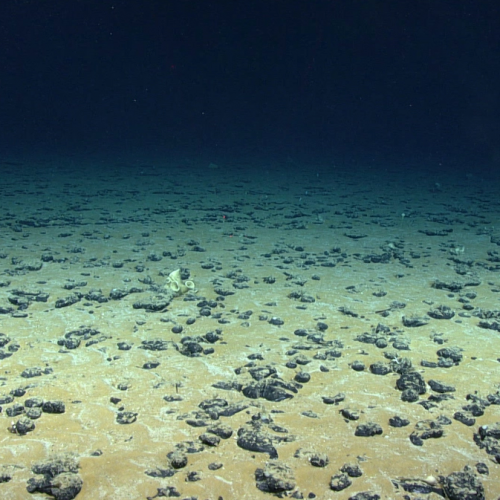 Transparency and trust in the Deep-sea Mining Industry