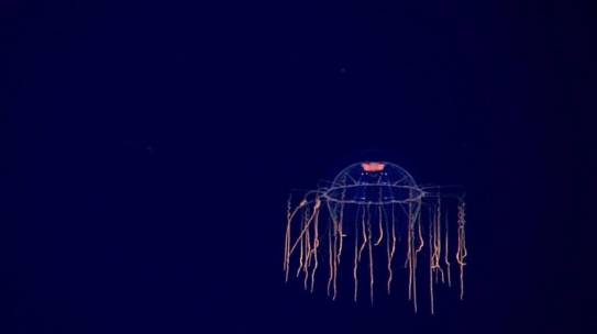 ‘Antithetical to science’: When deep-sea research meets mining interests